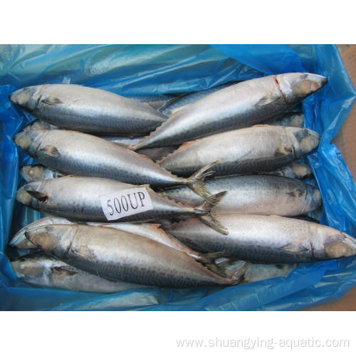 Frozen Pacific Mackerel Fish With Bqf 300-500g